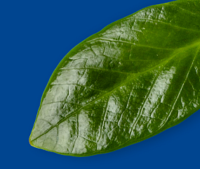 Чай Купить Чай